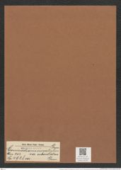 Coscinodiscus curvatulus var. subocellatus Grun. (de-Toni-Nr.: Genus 202, Species 4928) Zeichnungen Sammlung Grunow Mappe 04756 (Herbarium_W_Grunow_drawings_Folder_04756)
